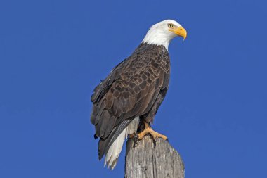 Kuş kel kartal, California dağlar