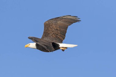 Kuş kel kartal, California dağlar
