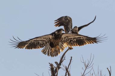 Kuş kel kartal, California dağlar