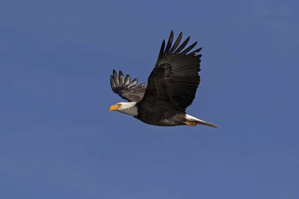 Bird Bald Eagle California Mountains — Stock Photo, Image