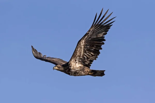 Bird Bald Eagle California Mountains — Stock Photo, Image