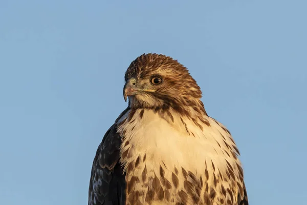 Vogel Hawk Een Californië Lake — Stockfoto