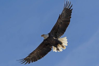 Kel kartal California gökyüzünde uçan
