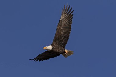 Kel kartal California gökyüzünde uçan