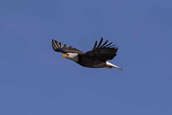 Лысый Орлан Летящий Небе Калифорнии — стоковое фото