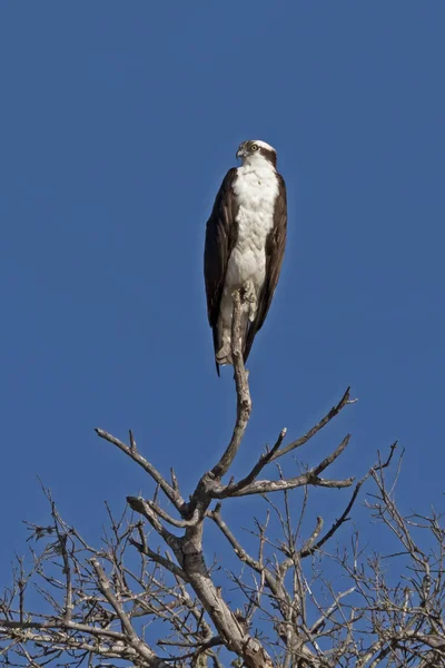 Caza Águila Pescadora Desde Perca Los Miembros Del Árbol — Foto de Stock