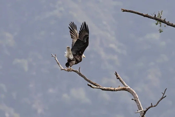 Águila Calva Volando Cielo California — Foto de Stock