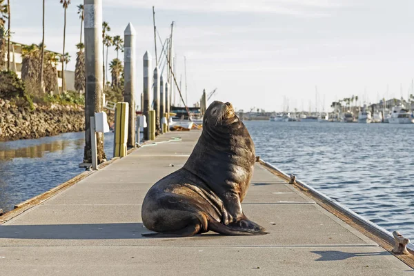 加州码头上冬日阳光明媚的海狮 — 图库照片