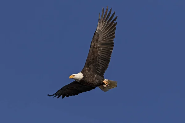 Лысый Орлан Летящий Небе Калифорнии — стоковое фото
