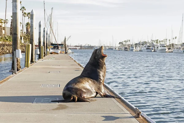 海狮在码头上叫 — 图库照片