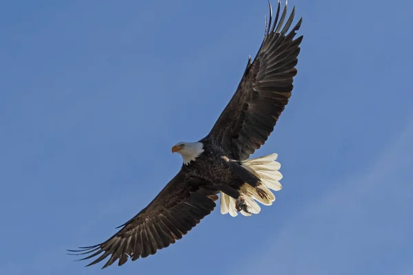Águila Calva Volando Cielo California Fotos de stock libres de derechos