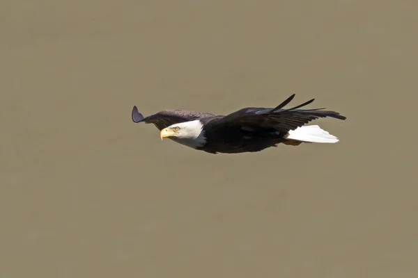 Bald Eagle Lábainál Los Angeles Fölött Repül — Stock Fotó