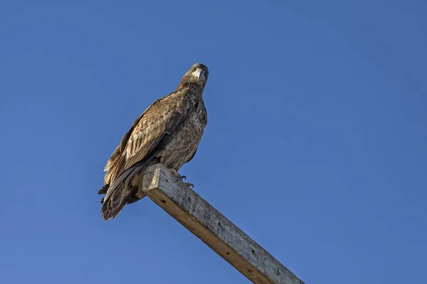 Aquila Calva Giovanile Polo Posato California — Foto Stock