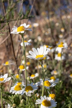 Papatya çiçeği tarlası. Papatya çayı, eczane..