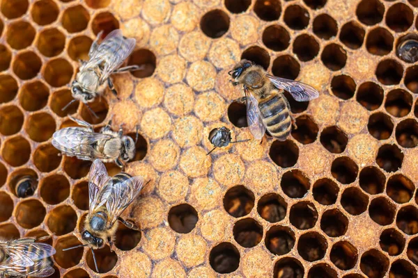 Bal peteği üzerinde arı yavruları. Yavru arılar, pupalar, larvalar, arı yumurtaları. — Stok fotoğraf