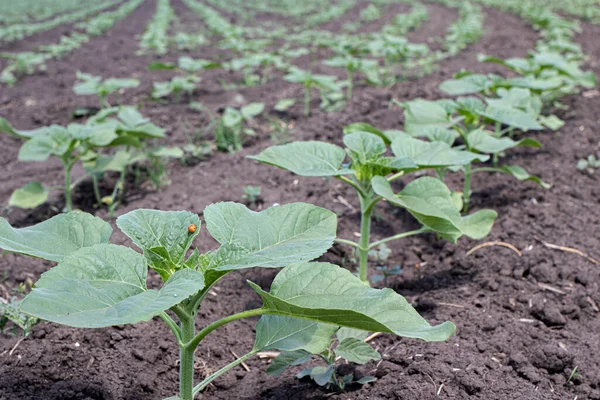 Campo de girasol, brotes verdes en el jardín. Girasoles en crecimiento — Foto de Stock