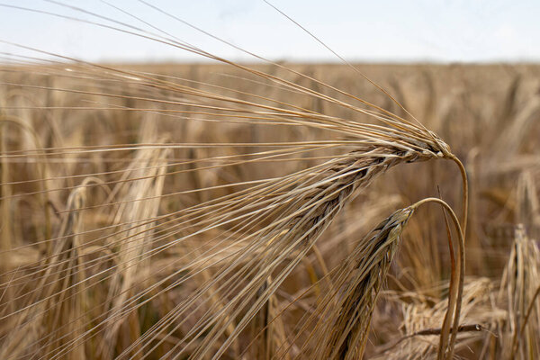 Желтое поле весеннего ячменя, выращивание зерновых летом, зерновые