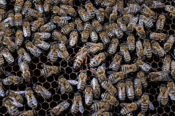 Bees on honeycombs and queen bee. The beekeeper. The hive from the inside, honey.