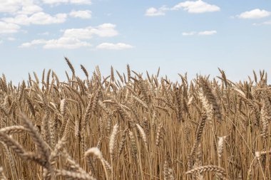 Yazın sarı buğday tarlası ve mavi gökyüzü. Ukrayna bayrağının renkleri. Buğday ve ekmek, dikenli diken