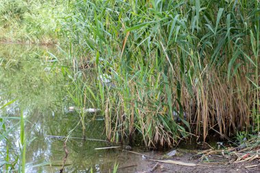Enkaz, güzel bir gölün kıyısında plastik. Kirlilik, insanların ekoloji üzerindeki etkisi. Saçmalık.