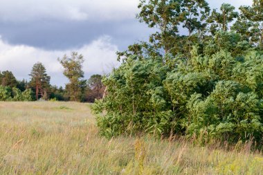 Rüzgarda savrulan akasya ve mavi gökyüzü. Güzel manzara, doğa, arka plan.