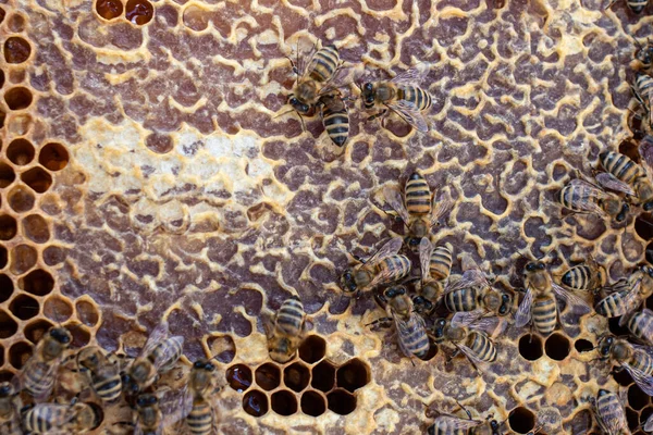 Honey sealed in honeycombs from beeswax. Bees on honeycombs inside the ulayers. Closeup — Stock Photo, Image