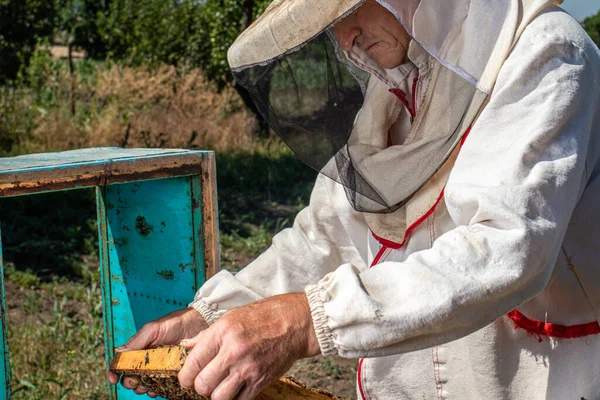 Ein Mann hält ein Gestell mit Bienen in den Händen. Ein Anzug für einen Imker, ein Overall und ein Netzmützenschutz auf dem Kopf. — Stockfoto