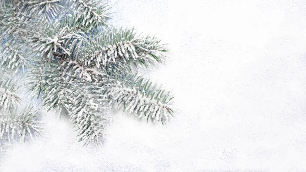 Сельская Ветвь Снегу Белом Заснеженном Фоне Местом Копирайта Текста Новый — стоковое фото