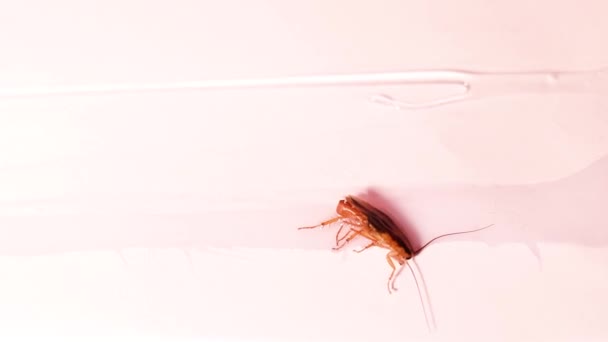 这只蟑螂被胶水夹住了 消灭家中的昆虫 关闭宏观图片 — 图库视频影像