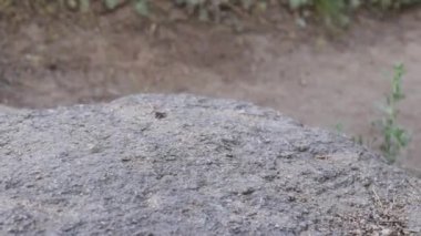 Siyah spor ayakkabılı ve kot pantolonlu bir kız kayalıklarda yürüyor. Makro fotoğrafçılık doğada yürüyor. Crosovka, spor ayakkabıları..