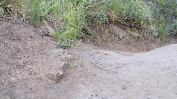 Una Chica Zapatillas Negras Vaqueros Azules Camina Sobre Las Rocas — Vídeo de stock