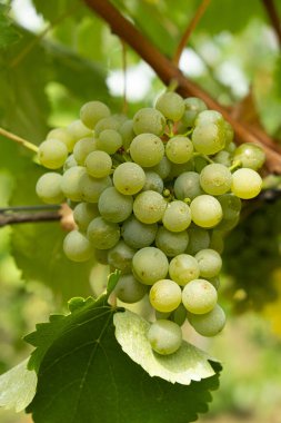 Sarmaşıktaki Olgun Üzüm Kümelerinin Yakın Çekimi.