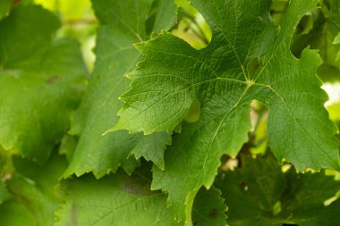 Üzüm bağları yakın plan, üzüm yaprakları makro