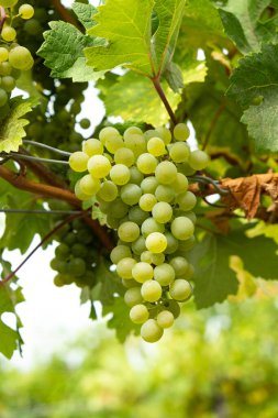 Sarmaşıktaki Olgun Üzüm Kümelerinin Yakın Çekimi.