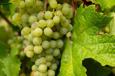 Sarmaşıktaki Olgun Üzüm Kümelerinin Yakın Çekimi.