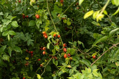 Olgun Kırmızı Böğürtlenler Doğada Yeşil Çalı 'da büyüyor