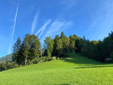 Avusturya 'nın doğası, alp çayırları ve ormanları