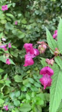 Yabanarısı alp çiçeklerinden tırmanıyor, polenleri sallıyor ve dikey ateş ederek uçup gidiyor.