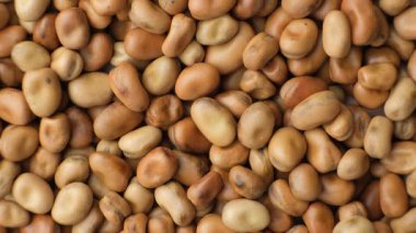 Yenilebilir At Bahçesi Vicia Faba Macro Üst Görünümü.