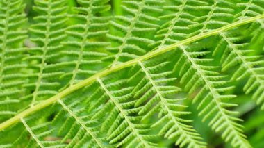 Fern Bitki Yapısı Macro Manzaralı Doğal Yeşil Arkaplan.