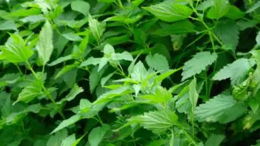 Alplerdeki ormanda yavaş yavaş yabani ısırgan otları..