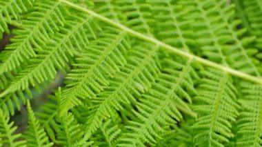 Fern Bitki Yapısı Macro Manzaralı Doğal Yeşil Arkaplan.