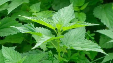 Yeşil Orman 'da Doğal Büyüyen Vahşi Isırgan Bitkisinin Yakın Çekimi.