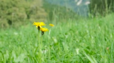 Vahşi Çiçek Tarlası Yavaş Çekimde Çekilen Resimli Dağ Çayırı.