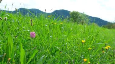 Renkli Vahşi Çiçekleri Yavaş Çekimde Güzel Alp Çayırı.