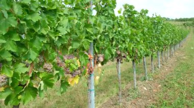 Eylül 'de Avusturya' daki üzüm bağları, hasat, şaraphane.