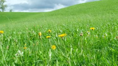 Yaban çiçeklerinin Yavaş Hareketli Manzarası Alp Çayırında Çiçek açıyor.