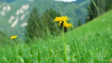 Yüksek Dağ Alp Alanı Ağır Çekimde Vahşi Çiçeklerle kaplı.