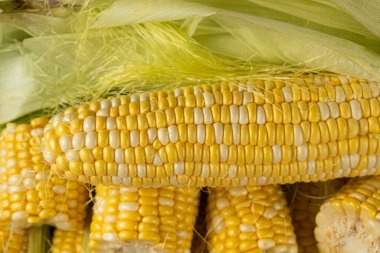 Yeşil yapraklı taze çiğ mısır koçanları.