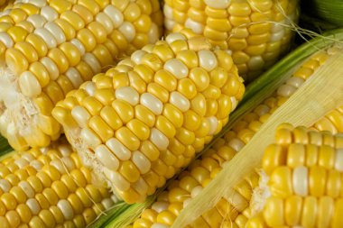 Doğal desenli taze çiğ mısır koçanları.
